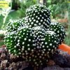 Mammillaria_ luethyi _e5